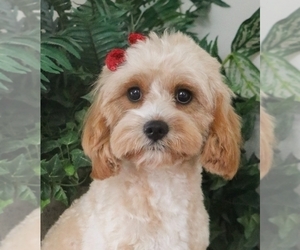 Mother of the Cavapoo (Miniature) puppies born on 02/21/2026