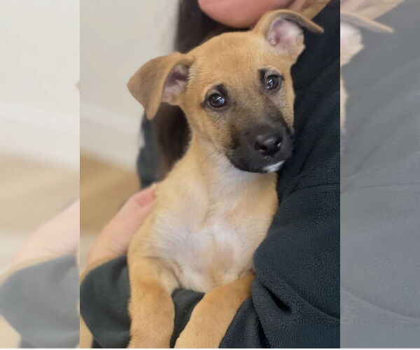 Medium Photo #7 Mutt Puppy For Sale in Dana Point, CA, USA