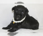 Small #8 Schnauzer (Miniature)