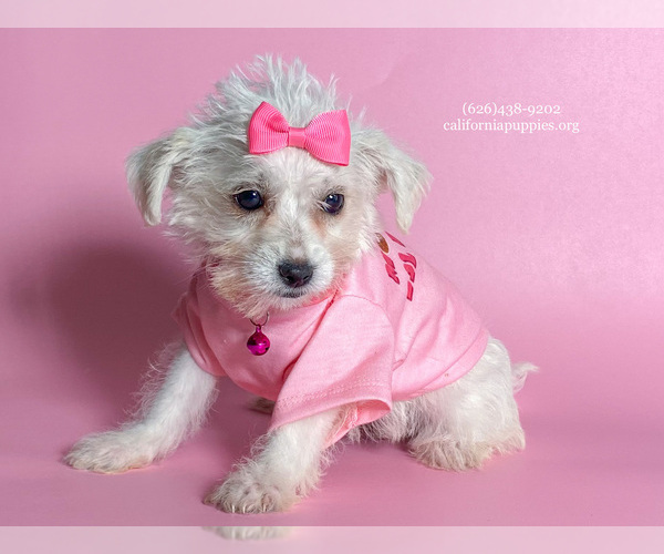 Medium Photo #3 Malchi Puppy For Sale in FONTANA, CA, USA