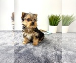 Small #2 Yorkshire Terrier
