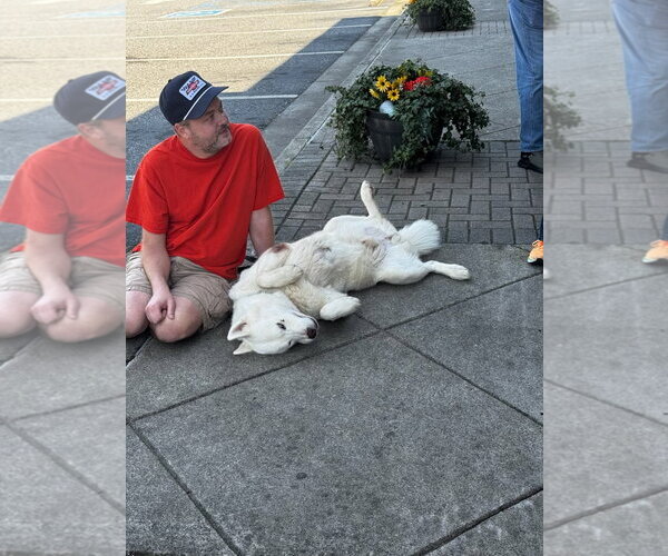 Medium Photo #3 Siberian Husky Puppy For Sale in Cumming, GA, USA