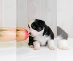 Small Photo #3 Australian Shepherd Puppy For Sale in BESSEMER, AL, USA