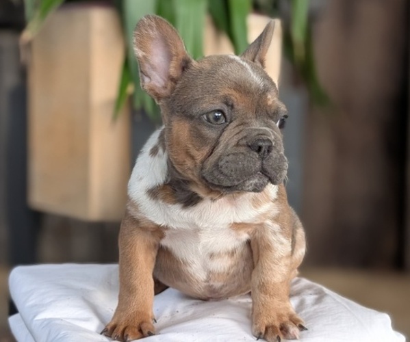 Medium Photo #17 French Bulldog Puppy For Sale in GOSHEN, IN, USA
