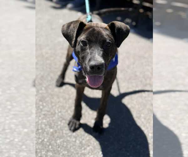 Medium Photo #5 Mountain Cur-Unknown Mix Puppy For Sale in Westwood, NJ, USA