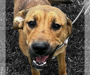 Mutt Dogs for adoption in Canton, CT, USA