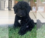 Small Photo #3 Bernedoodle Puppy For Sale in AM FORK, UT, USA