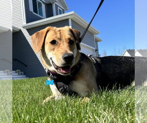 Mutt Dogs for adoption in Fargo, ND, USA