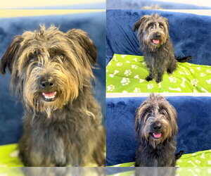 ShiChi Dogs for adoption in Fort Wayne, IN, USA