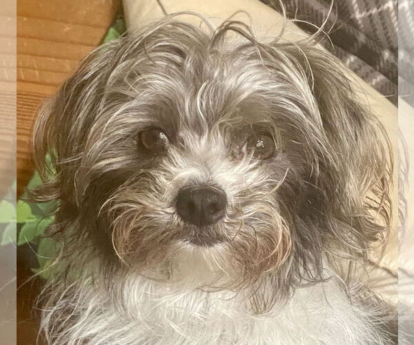 Medium Photo #4 Maltese-Unknown Mix Puppy For Sale in Newport Beach, CA, USA
