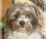 Small #3 Maltese Mix