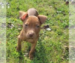 Small #25 American Pit Bull Terrier-Staffordshire Bull Terrier Mix