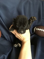 Siberian Husky-Wolf Hybrid Mix Puppy for sale in MEMPHIS, TN, USA