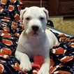 Small #3 American Pit Bull Terrier