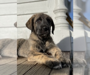 Irish Wolfhound Puppy for sale in WARREN, MI, USA