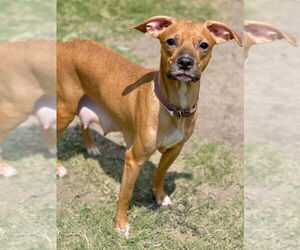 Chiweenie Dogs for adoption in Great Bend, KS, USA