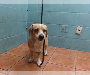 Mutt Dogs for adoption in Downey, CA, USA