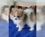Small Photo #6 Pomeranian Puppy For Sale in MENIFEE, CA, USA
