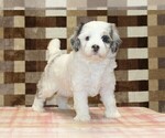 Small #1 Bernedoodle (Miniature)