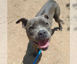 Staffordshire Bull Terrier Dogs for adoption in Apple Valley, CA, USA