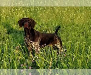 Father of the German Shorthaired Pointer puppies born on 11/04/2019