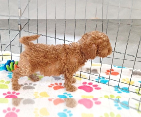 Medium Photo #16 Cavapoo (Miniature)-Poodle (Toy) Mix Puppy For Sale in ORO VALLEY, AZ, USA