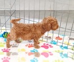 Small #15 Cavapoo (Miniature)-Poodle (Toy) Mix