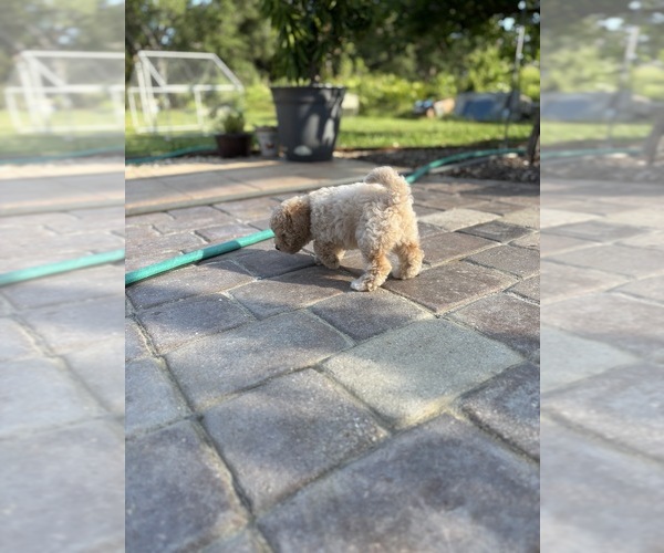 Medium Photo #17 Bichpoo Puppy For Sale in NORTH PORT, FL, USA