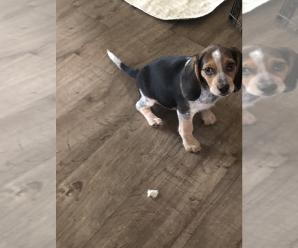 Medium Photo #5 Beagle Puppy For Sale in FORT DODGE, IA, USA