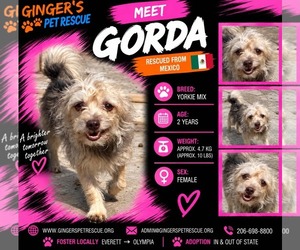 Mutt Dogs for adoption in Seattle, WA, USA
