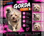 Gorda From Mexico - Female Mutt Dog for Adoption - Small photo