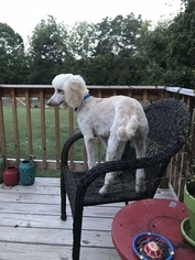 Poodle (Standard) Puppy for sale in ENGLEWOOD, TN, USA