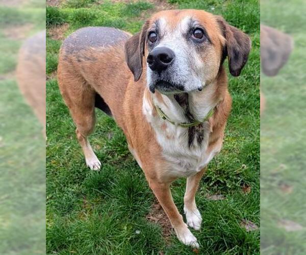 Medium Photo #1 American Foxhound-Unknown Mix Puppy For Sale in Akron, OH, USA