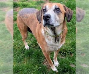 American Foxhound-Unknown Mix Dogs for adoption in Akron, OH, USA