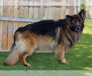 German Shepherd Dog Dogs for adoption in West Valley, UT, USA