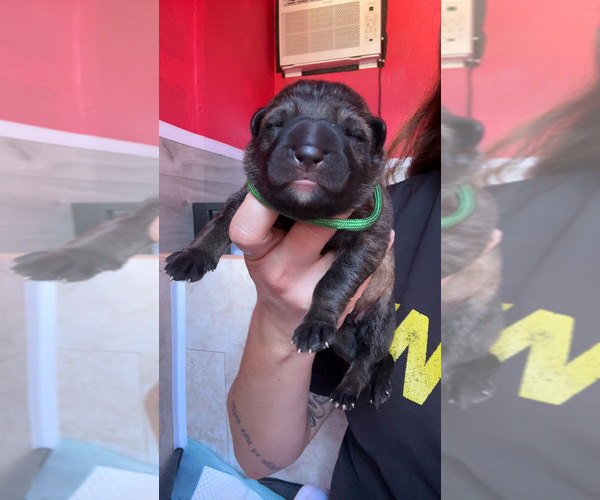 Medium Photo #1 German Shepherd Dog Puppy For Sale in LAKE ELSINORE, CA, USA