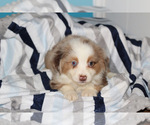 Small Photo #1 Miniature Australian Shepherd Puppy For Sale in KOPPERL, TX, USA