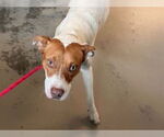 Small #1 American Staffordshire Terrier Mix