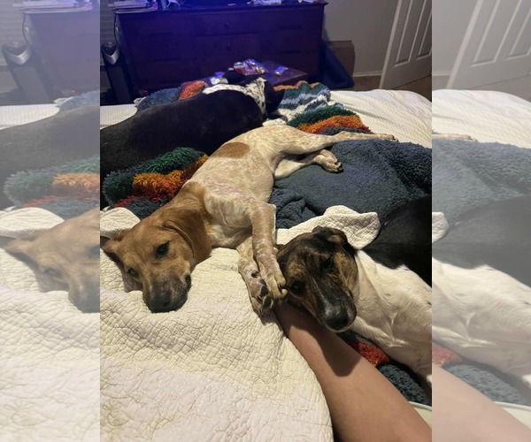 Medium Photo #5 Jack-A-Bee Puppy For Sale in Princeton, MN, USA