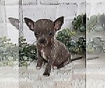 Small #5 Chihuahua
