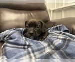 Small Photo #86 American Bully Puppy For Sale in REESEVILLE, WI, USA
