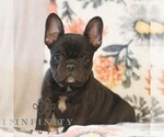 Small #3 French Bulldog