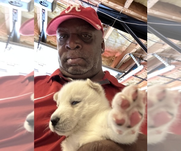 Medium Photo #7 Siberian Husky Puppy For Sale in DOUGLASVILLE, GA, USA