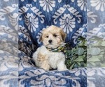 Small #3 Maltipoo