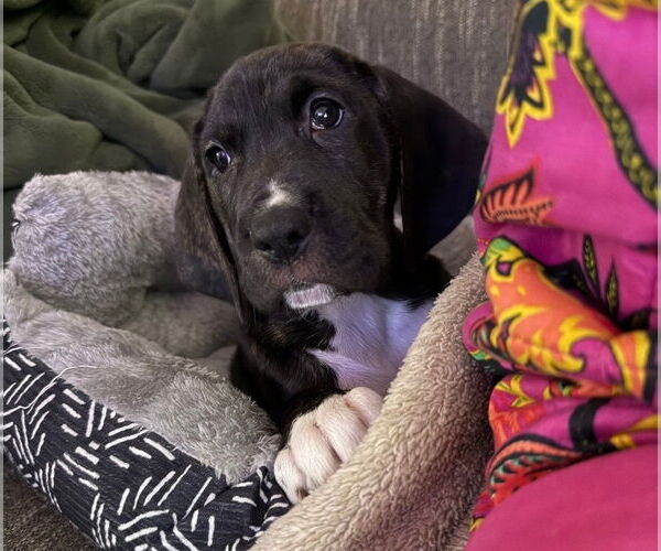 Medium Photo #1 Bloodhound-Unknown Mix Puppy For Sale in Chester, VA, USA