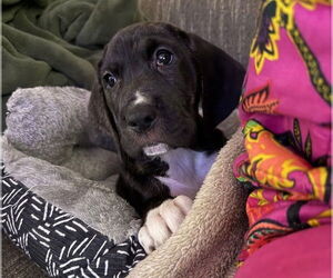 Bloodhound-Unknown Mix Dogs for adoption in Chester, VA, USA