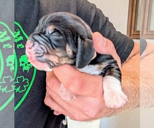 Basset Hound Puppy for sale in PETERSBURG, IN, USA