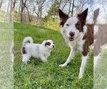 Small #3 Border Collie