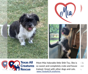 Shih Tzu Dogs for adoption in Lillian, TX, USA