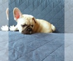 Small Photo #47 French Bulldog Puppy For Sale in MANHATTAN, NY, USA